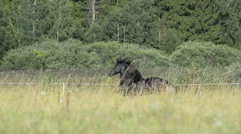 Frisian stallion Stock Footage 54048045