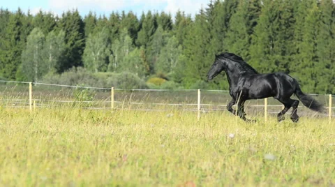 Frisian stallion Stock Footage 54048108