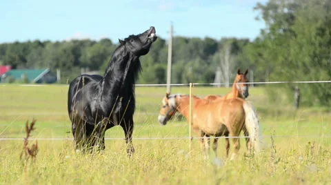 Frisian stallion with herd 動画素材 54048228