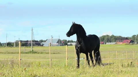Frisian stallion in paddock, Stock Footage 54048177