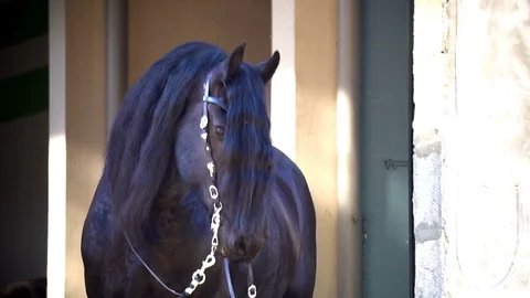 Frisian stallion posing Stock Footage 110588210