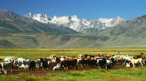 Frisky cattle Stock Footage 278684