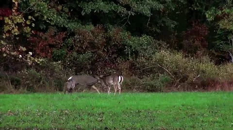 Frisky deer3 Stock Footage 18489315