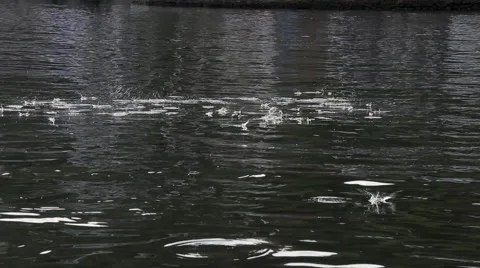 Frisky fish Stock Footage 59512116