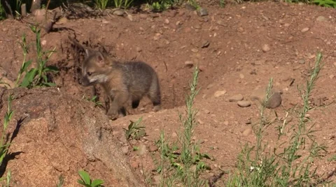 Frisky gray fox pup Stock Footage 46419174