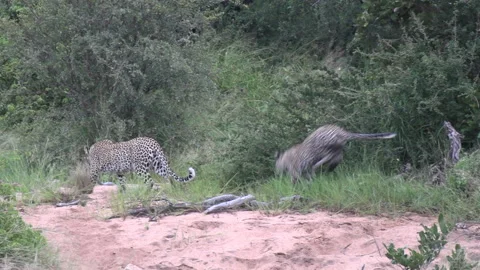 A frisky leopard cub chases and jumps in... | Stock Video | Pond5