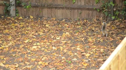 Frisky Squirrels Stock Footage 41470231