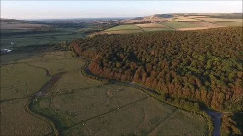 Friston Forest pan Stock Footage 67741675