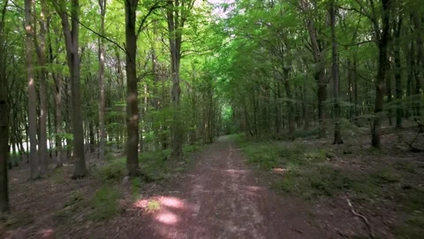 Friston path through weooded foresr and trees in summer under leaf canopy Stock Footage 245268055