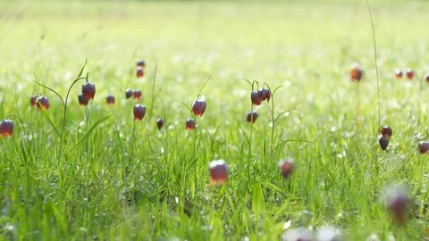 Fritillaria - flowers on a green meadow. Stock Footage 108272053