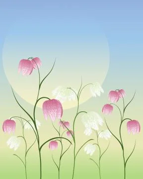 Fritillaria Stock Illustration