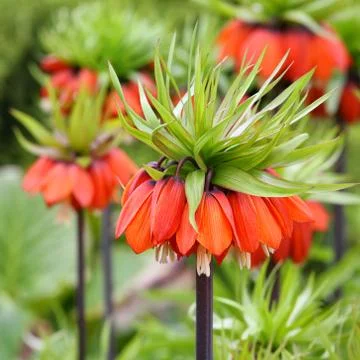 Fritillaria Stock Photos