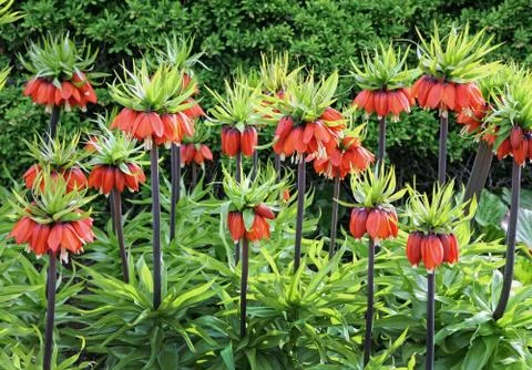 Fritillaria Stock Photos
