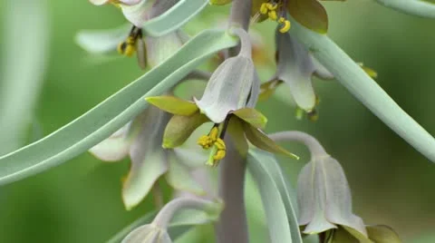 Fritillaria sewerzowii Stock Footage