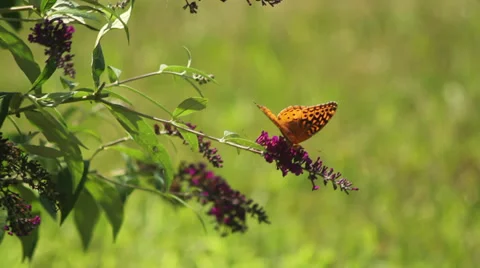 Fritillary on buterfly bush Stock Footage 35654237
