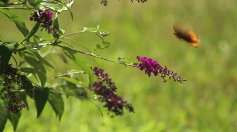 Fritillary on buterfly bush III Stock Footage 35654089