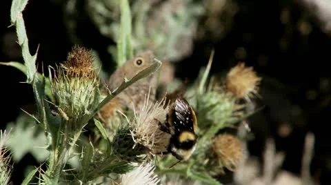 Fritillary Butterfly And Bee Stock Footage 12032950
