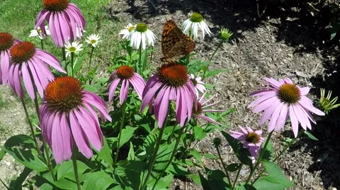 Fritillary Butterfly on Coneflower 스톡 동영상 64823062