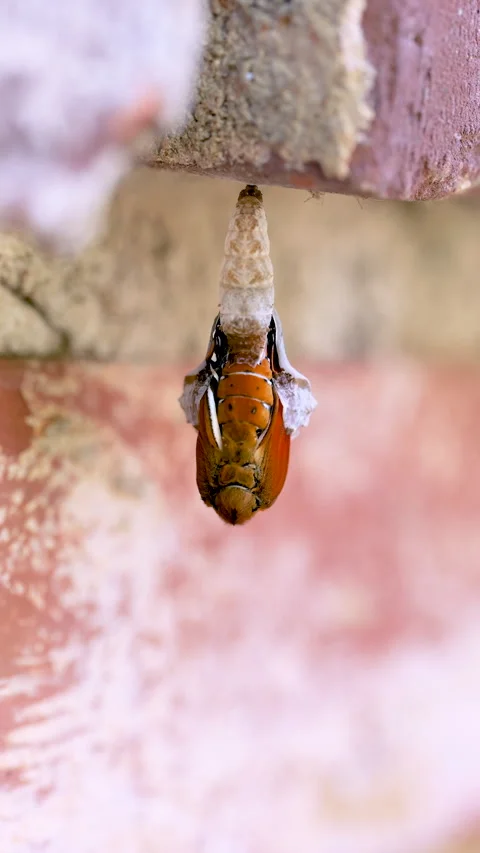 Fritillary Butterfly Emerges from its Chrysalis Stock Footage 346069171