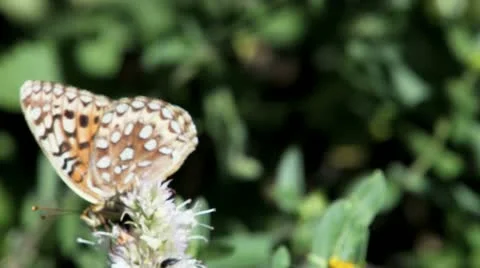 Fritillary Butterfly Stock Footage 12027051