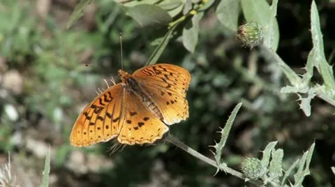 Fritillary Butterfly Stock Footage 12027748