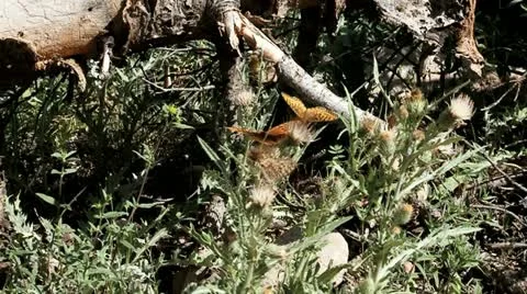 Fritillary Butterfly Stock Footage 12029702