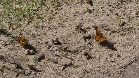 Fritillary Butterfly Stock Footage 116028115