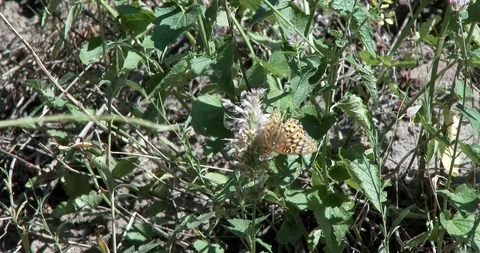 Fritillary Butterfly Stock Footage 116901667
