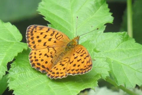 Fritillary butterfly on a green leaf Stockfoto's