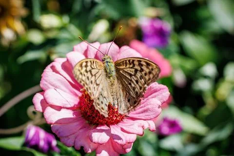 Fritillary butterfly with open patterned wings sitting on pink flower, macro pho Stock Photos
