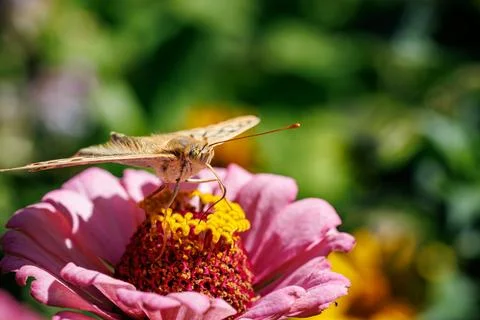 Fritillary butterfly with open patterned wings sitting on pink flower, macro pho Stock Photos