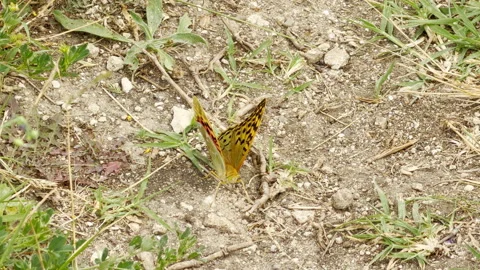 Fritillary butterfly rests on dry soil amid green patches of grass. Stock Footage 336864129