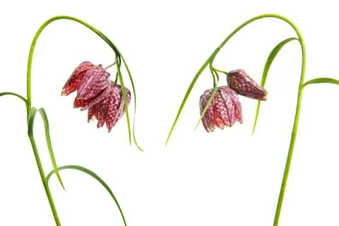 Fritillary flowers Stock Photos