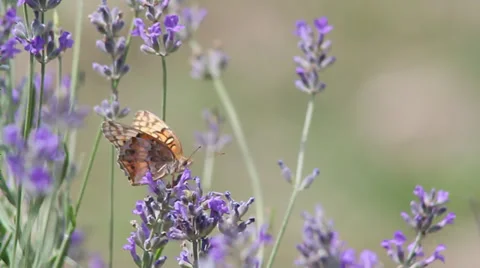 Fritillary on lavender Stock Footage 35657649