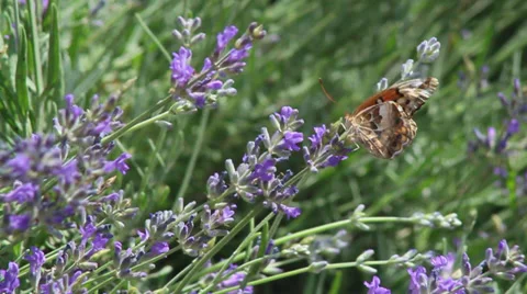 Fritillary on lavender II Stock Footage 35657412