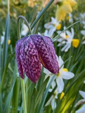 Fritillary Stock Photos
