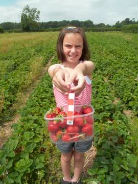 Friut picking Stock Photos