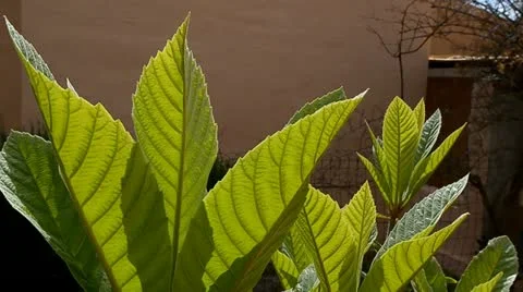 Friut plant Video stock 10881060