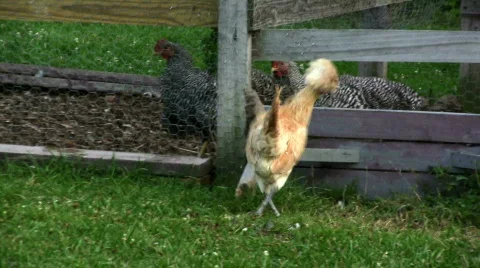 Frizzle Polish Chicken Stock Footage 139141