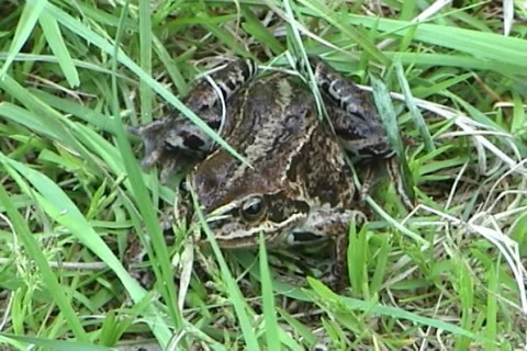 Frog 01 動画素材 1008610