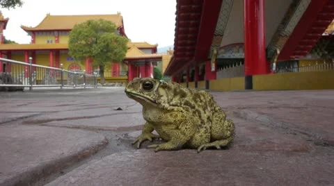 Frog 01 @ Taiwan Temple Stock Footage 8961042