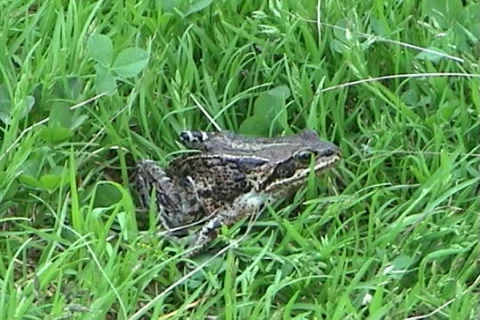 Frog 02 動画素材 1008674