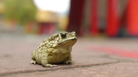 Frog 02 @ Taiwan Temple Stock Footage