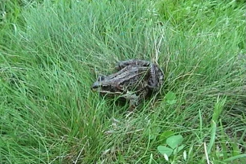 Frog 03 動画素材 1008837