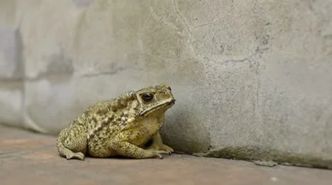 Frog 03 Stock Footage 8960999