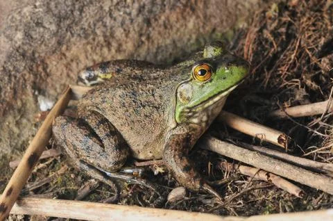 Frog 03 Stock Photos
