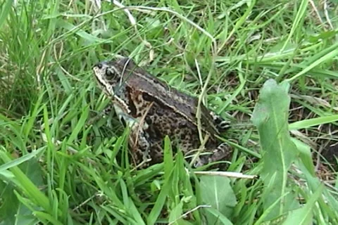 Frog 04 動画素材 1010137