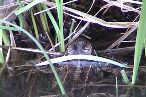 Frog 05 動画素材 1010197