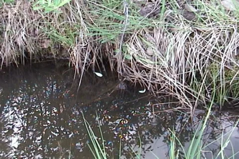 Frog 06 動画素材 1010328