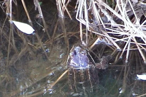 Frog 07 動画素材 1010401